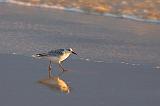 Wading Bird_23952